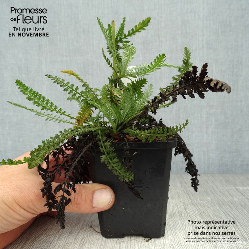 Example of Achillée Moonshine Godet de 8/9 cm as you get in automne
