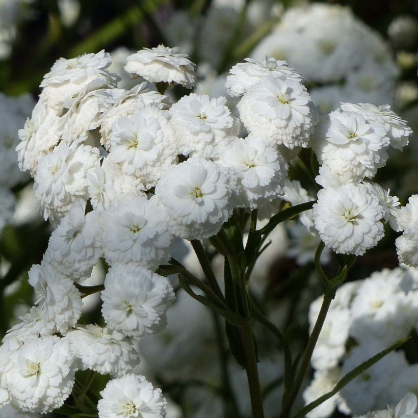 Achillée ptarmica Perry's White (Flowering)