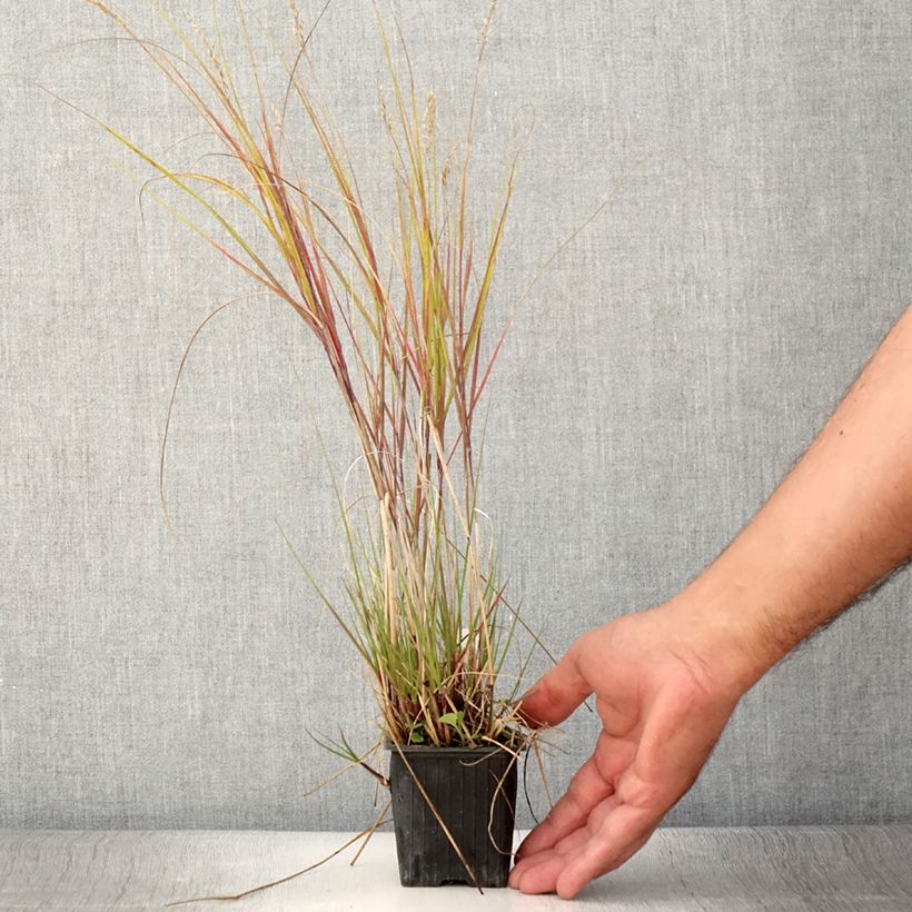 Example of Achnatherum ou Stipa calamagrostis Allgäu - Calamagrostide argenté Godet de 8/9 cm as you get in ete