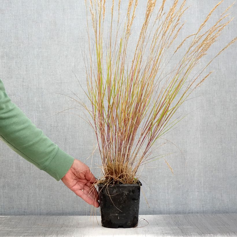 Example of Achnatherum ou Stipa calamagrostis Allgäu - Calamagrostide argenté Pot de 1,5L/2L as you get in ete