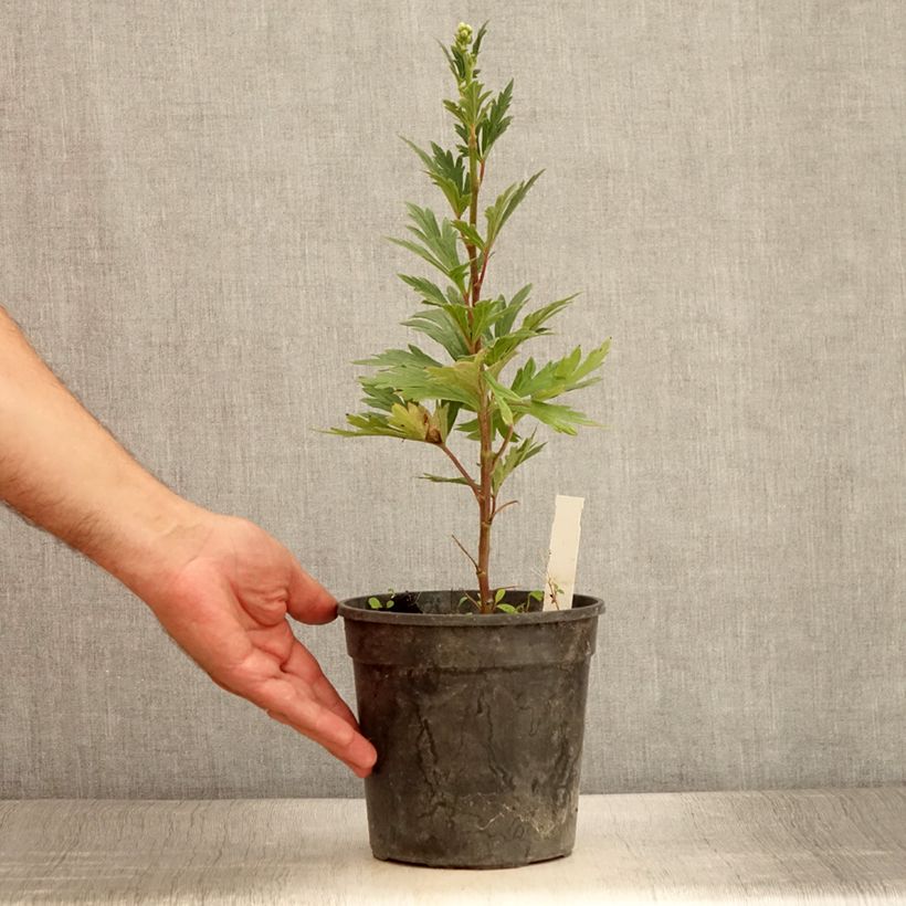 Example of Aconit bleu et blanc - Aconitum cammarum Bicolor Pot de 2L/3L as you get in ete