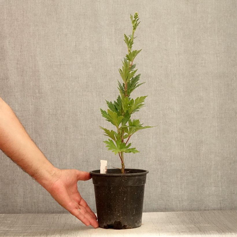 Example of Aconit de Fischer - Aconitum fischeri Pot de 2L/3L as you get in ete