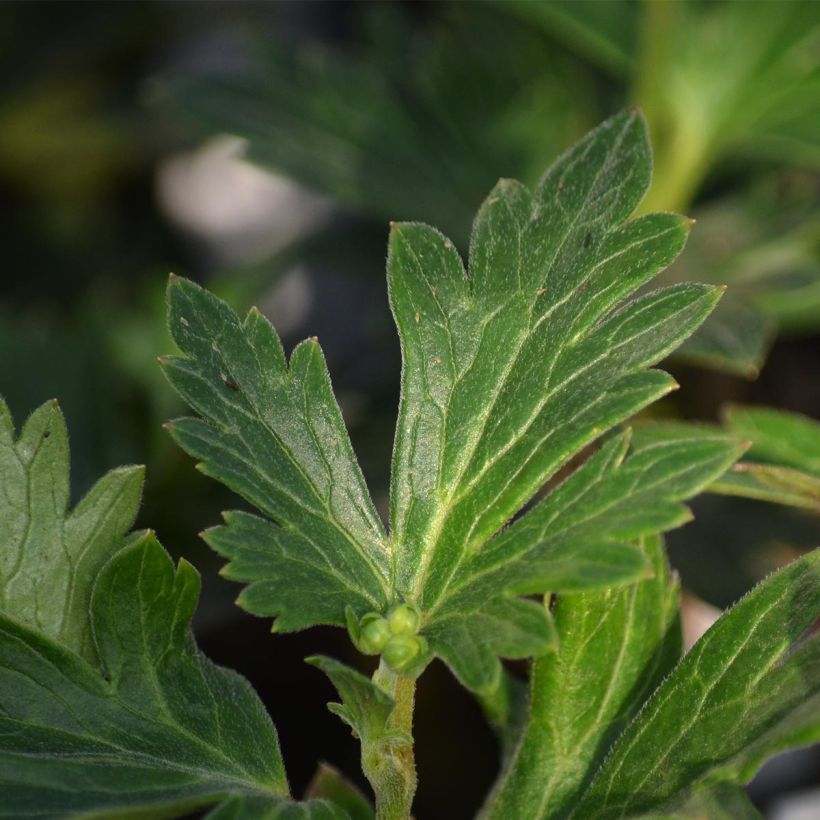 Aconit bleu et blanc - Aconitum cammarum Bicolor (Foliage)