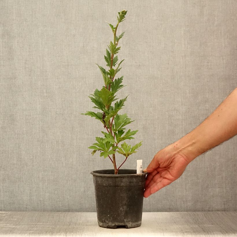 Example of Aconitum carmichaelii Royal Flush Pot de 2L/3L as you get in ete