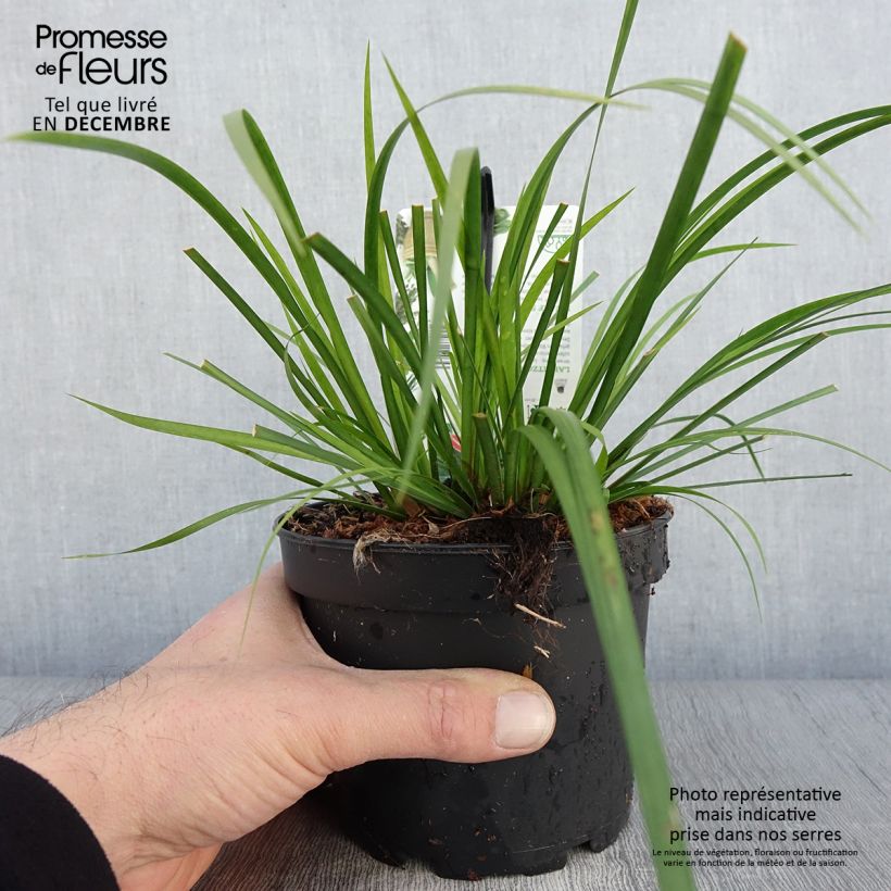 Example of Acorus gramineus Licorice - Jonc japonais Pot de 1,5L/2L as you get in automne