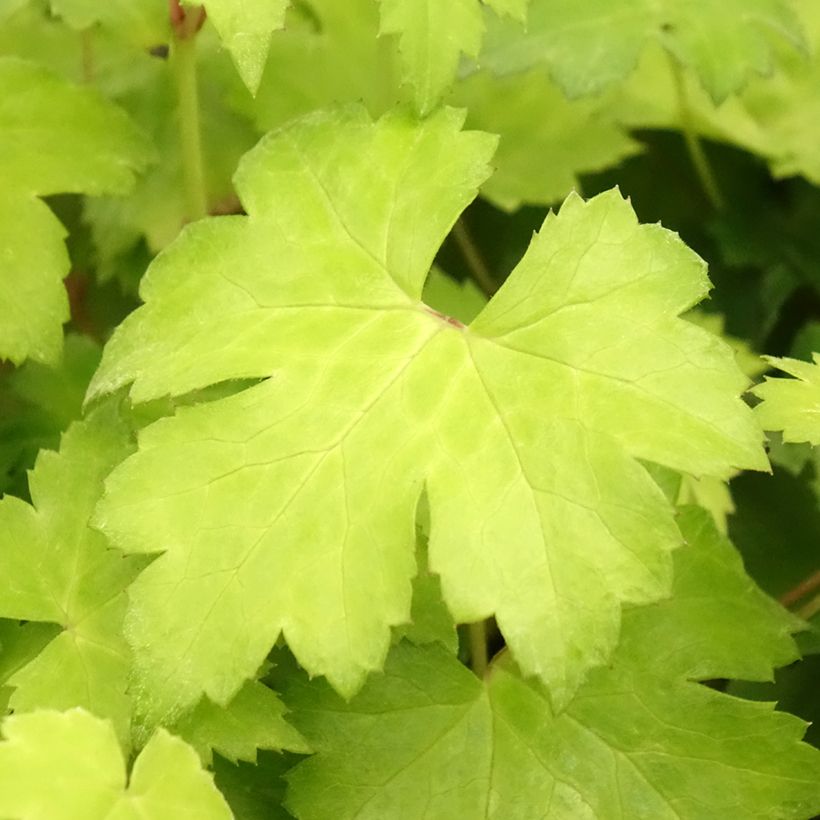 Actaea Cheju-Do - Cimicifuga japonica (Foliage)