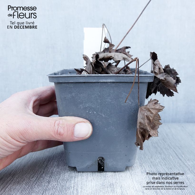 Example of Actaea Cheju-Do - Cimicifuga japonica Pot de 1L/1,5L as you get in automne