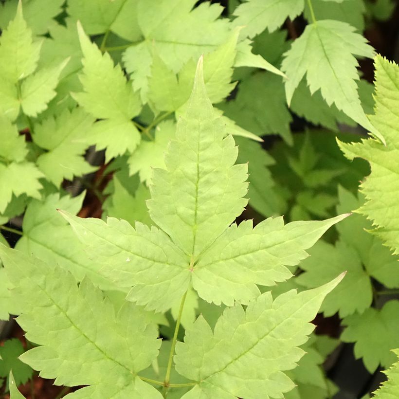 Actaea pachypoda Misty Blue - Actée à gros pédicelles (Foliage)
