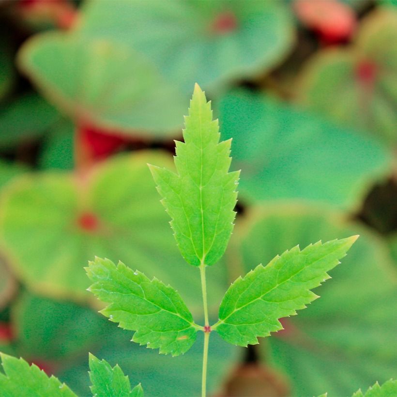 Actaea rubra - Actée rouge (Foliage)