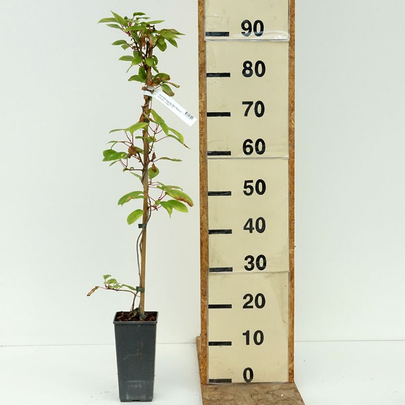 Example of Actinidia kolomikta Red Beauty - Kiwi d'ornement femelle Pot de 2L/3L as you get in ete