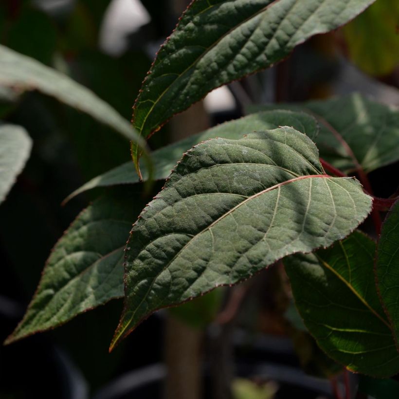 Actinidia pilosula - Kiwi d'ornement (Foliage)
