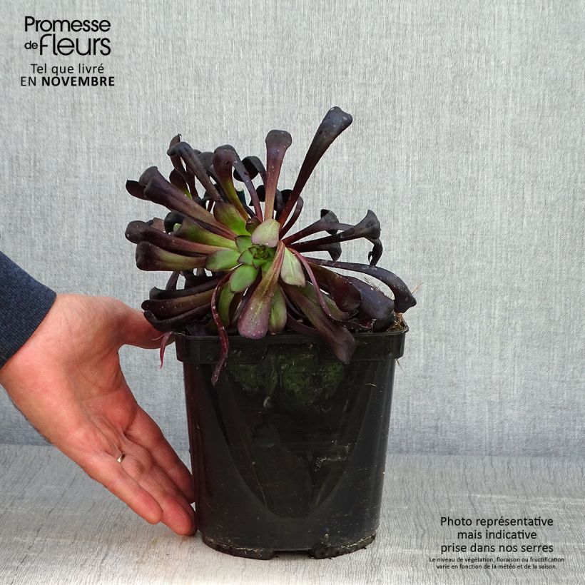 Example of Aeonium arboreum Schwarzkopf - Aéonium en arbre Pot de 3L/4L as you get in automne