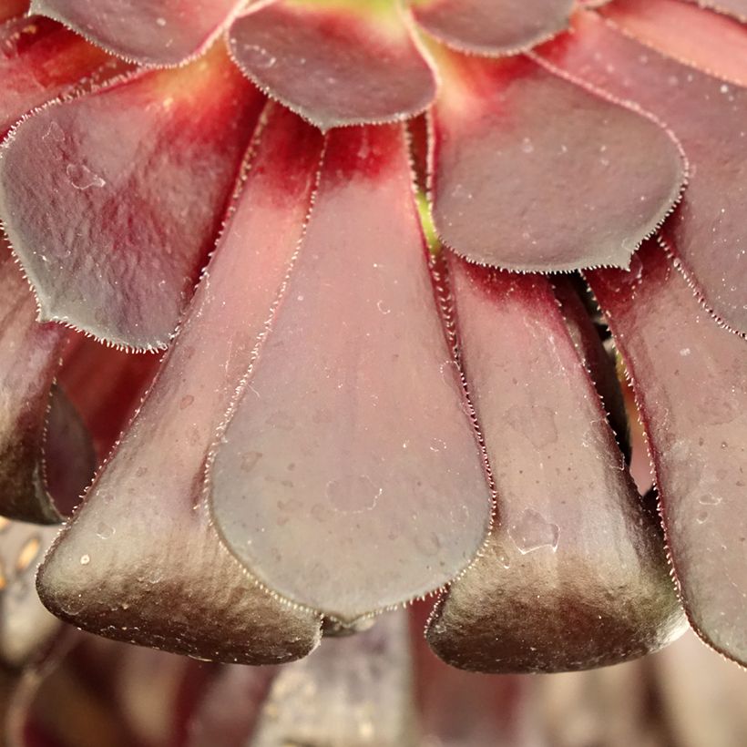 Aeonium arboreum Schwarzkopf - Aéonium en arbre (Foliage)