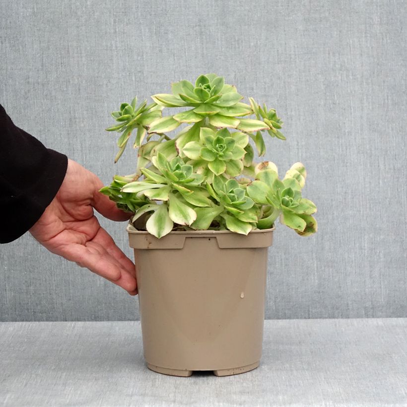 Example of Aeonium Floresens Pot de 3L/4L as you get in printemps