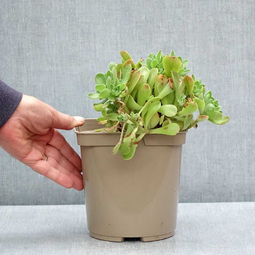 Example of Aeonium Goblin Pot de 3L/4L as you get in printemps