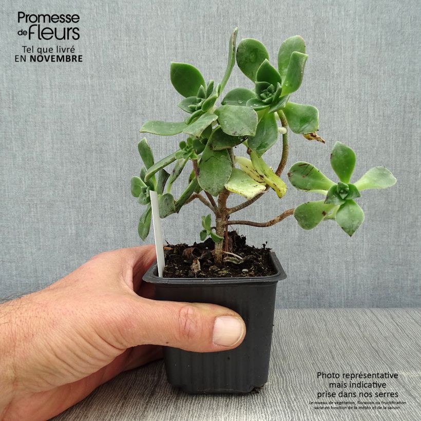 Example of Aeonium haworthii Godet de 8/9 cm as you get in automne