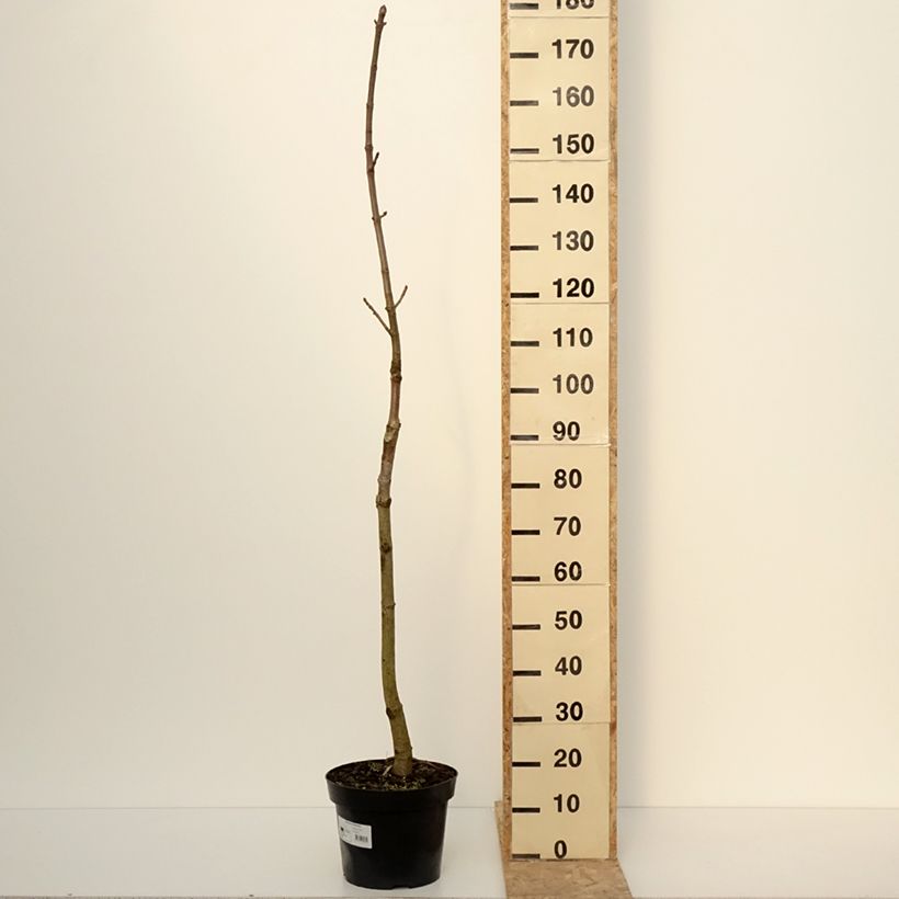 Example of Aesculus chinensis - Marronnier de Chine Pot de 12L/15L as you get in hiver