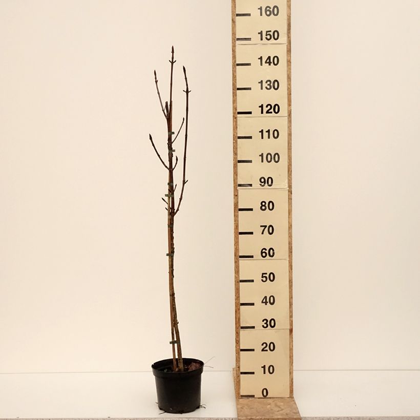 Example of Aesculus Digitata - Marronnier commun hybride Pot de 4L/5L as you get in hiver