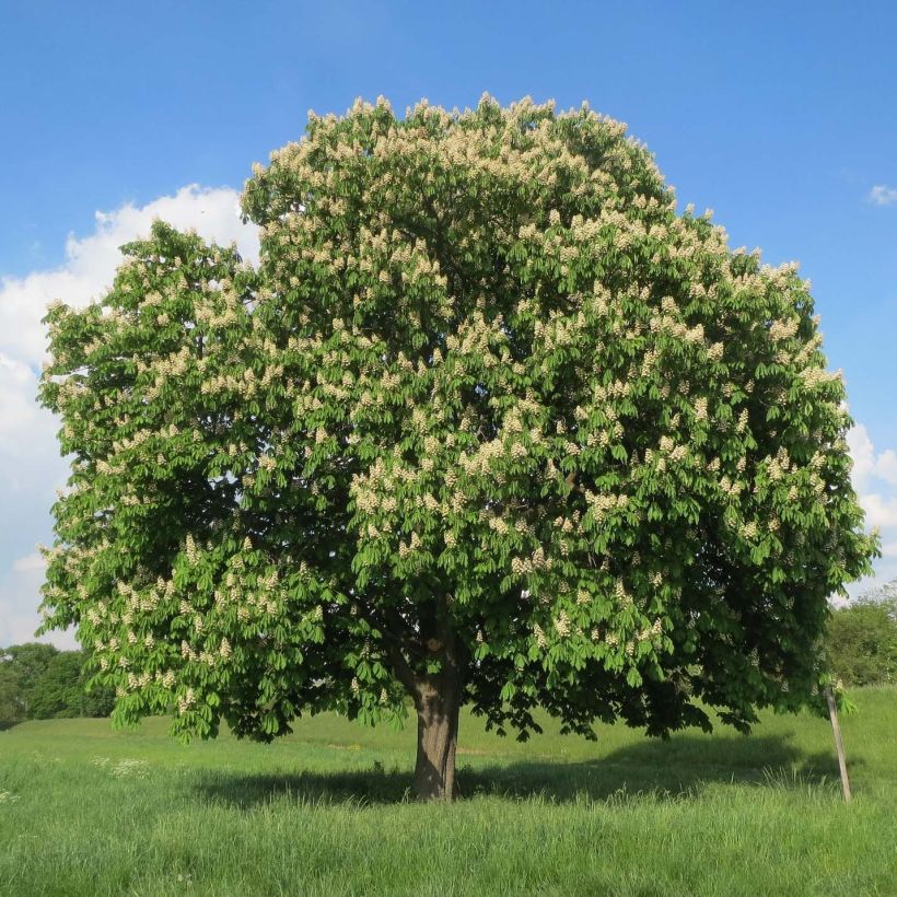 Aesculus hippocastanum - Marronnier commun (Plant habit)