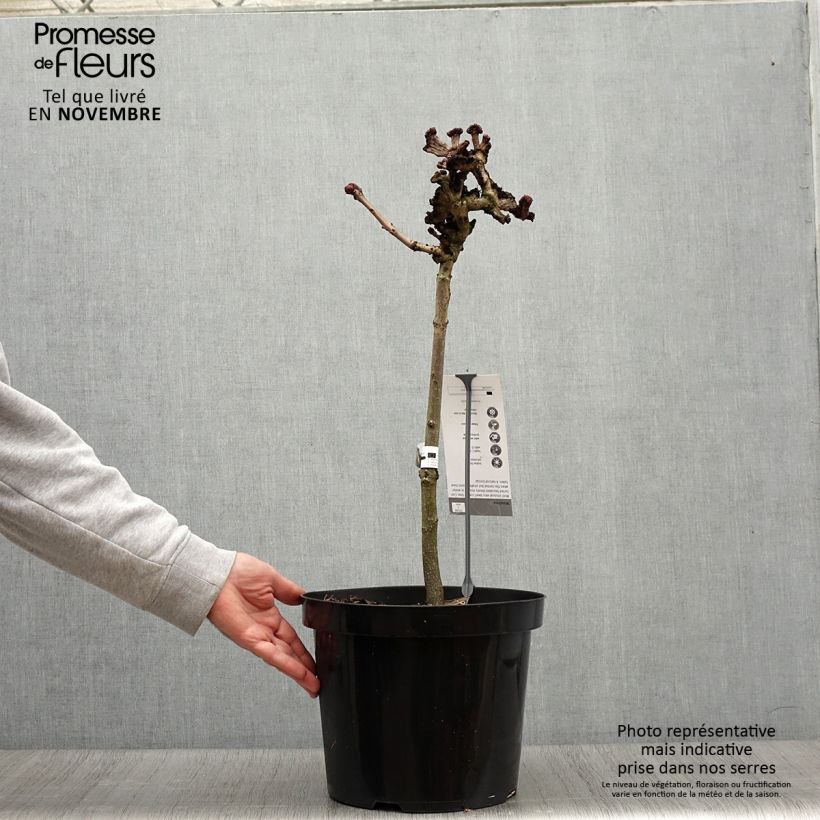 Example of Aesculus hippocastanum Monstrosa - Marronnier commun Pot de 7,5L/10L, Tige as you get in automne