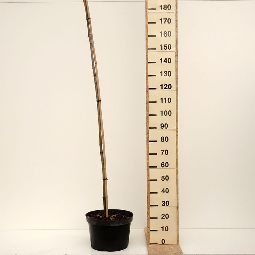 Example of Aesculus hippocastanum Umbraculifera - Marronnier commun Pot de 20L/25L, Tige as you get in hiver