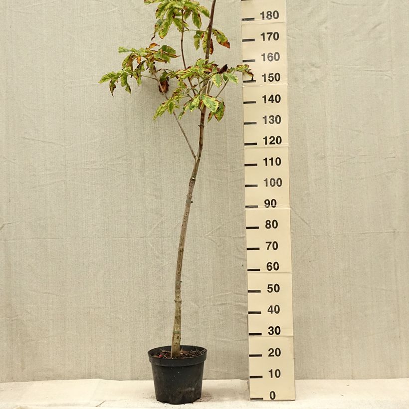 Example of Aesculus x carnea Marginata - Marronnier à fleurs rouges Pot de 7,5L/10L, Tige as you get in ete