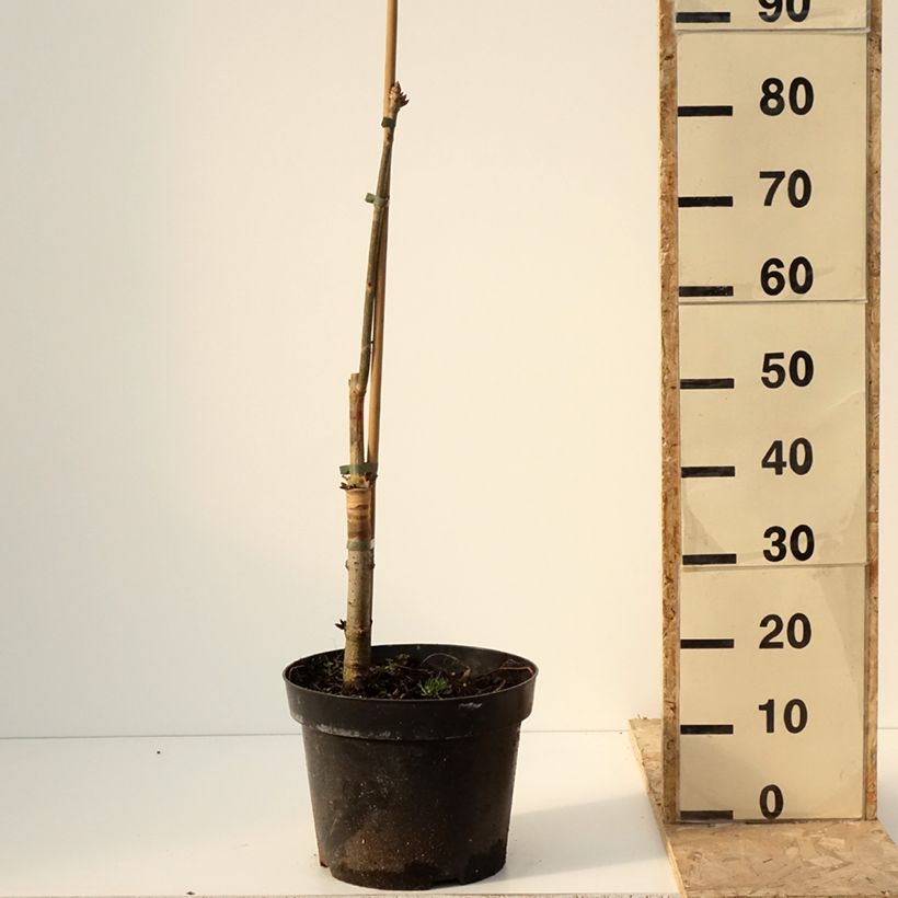 Example of Aesculus x glaucescens - Marronnier aurore Pot de 7,5L/10L as you get in hiver