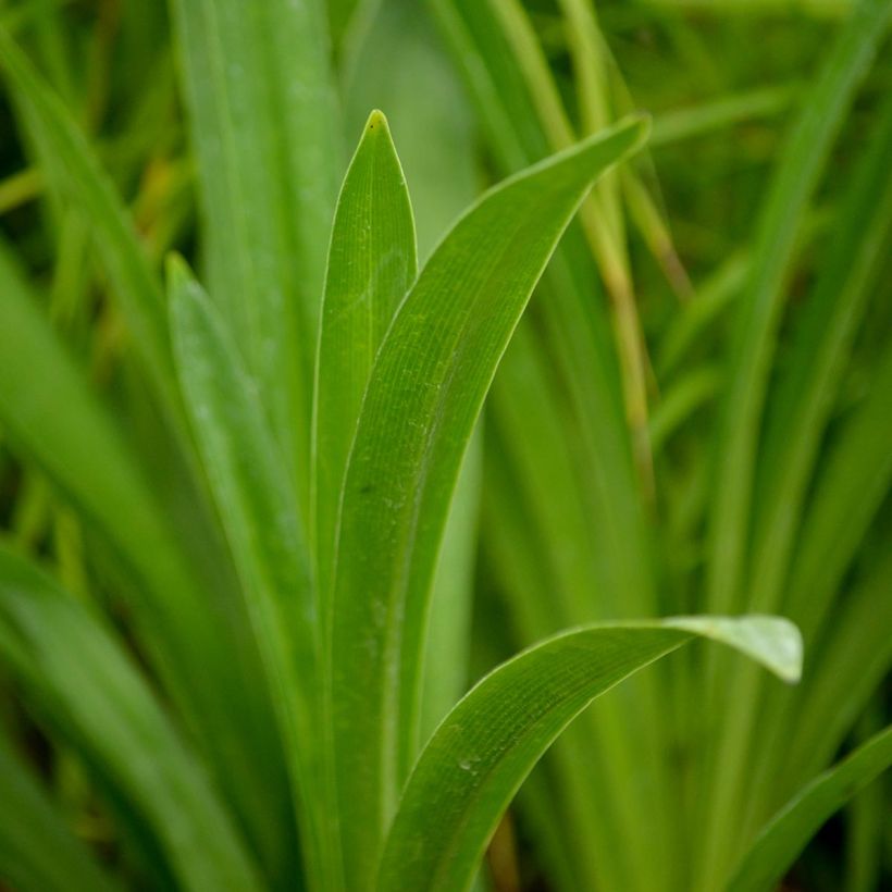 Agapanthe inapertus Nigrescens (Foliage)