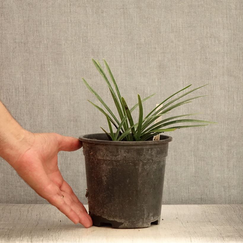 Example of Agapanthe Back in Black Pot de 2L/3L as you get in ete