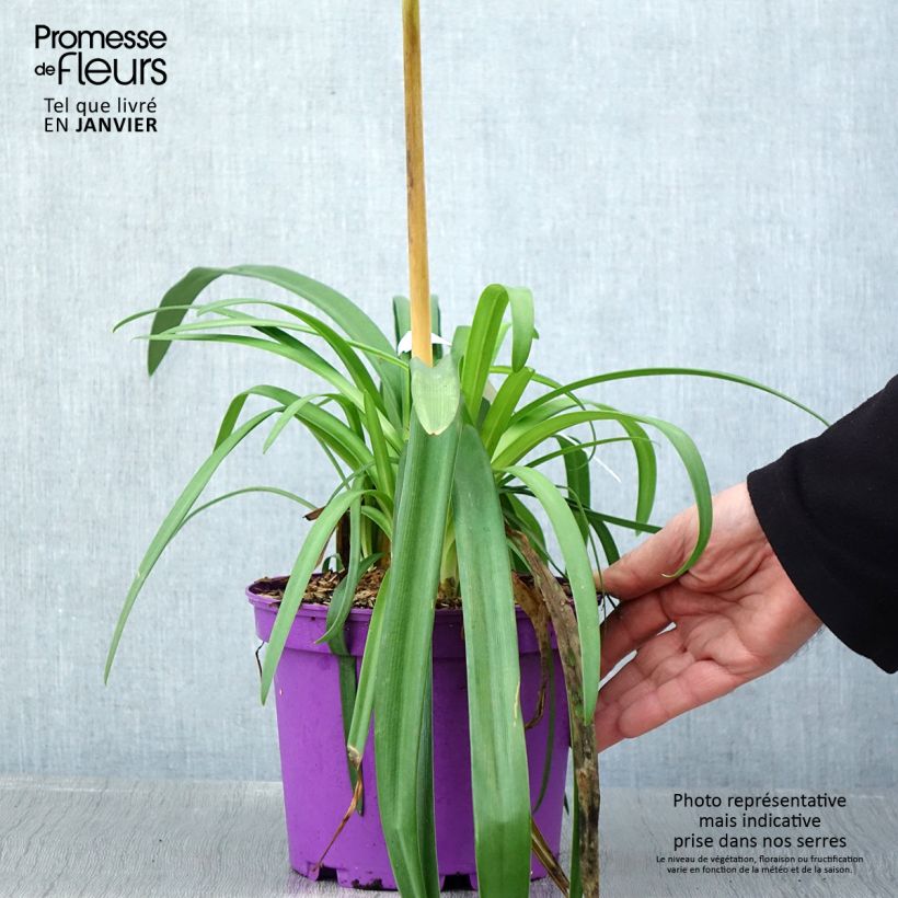 Example of Agapanthe Black Jack Pot de 1,5L/2L as you get in hiver