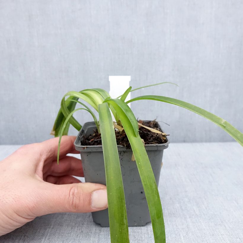 Example of Agapanthe campanulatus var albidus Godet de 8/9 cm as you get in hiver