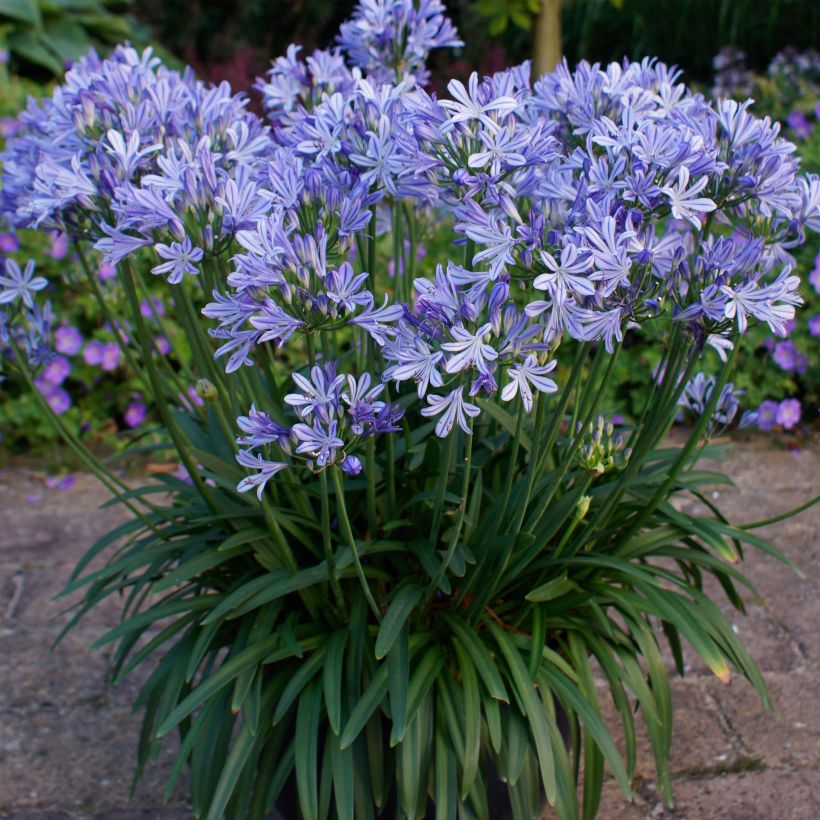 Agapanthe Charlotte (Plant habit)