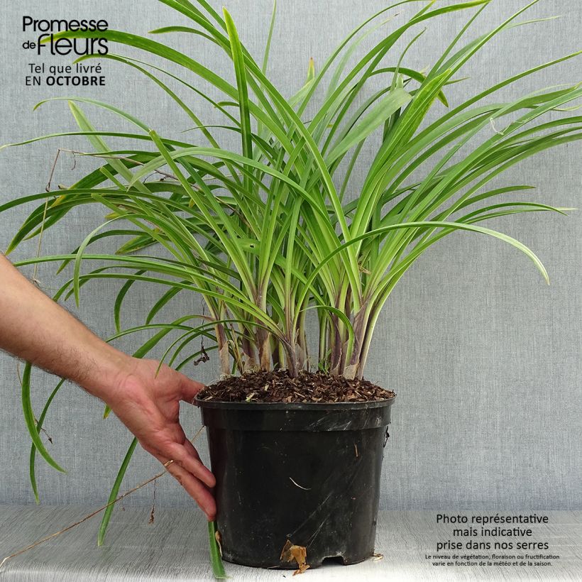 Example of Agapanthe Docteur Brouwer Pot de 4L/5L as you get in automne