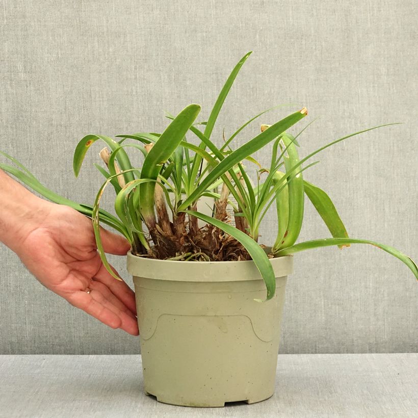 Example of Agapanthe Everpanthus Midnight Moon Pot de 3L/4L as you get in ete
