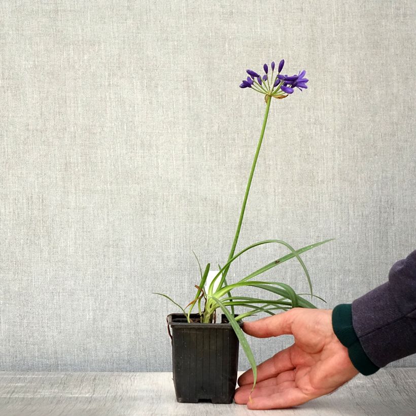 Example of Agapanthe Flower of Love Godet de 8/9 cm as you get in automne