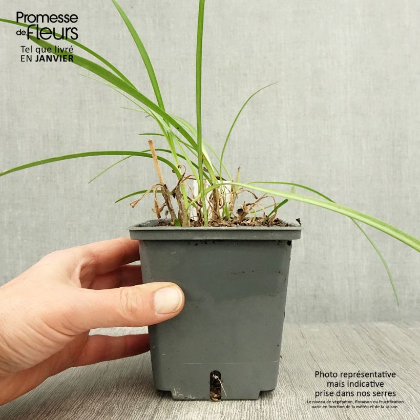 Example of Agapanthe Flower of Love Pot de 1L/1,5L as you get in hiver