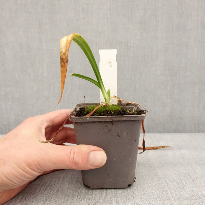 Example of Agapanthe hybride Ever Sapphire Godet de 8/9 cm as you get in hiver