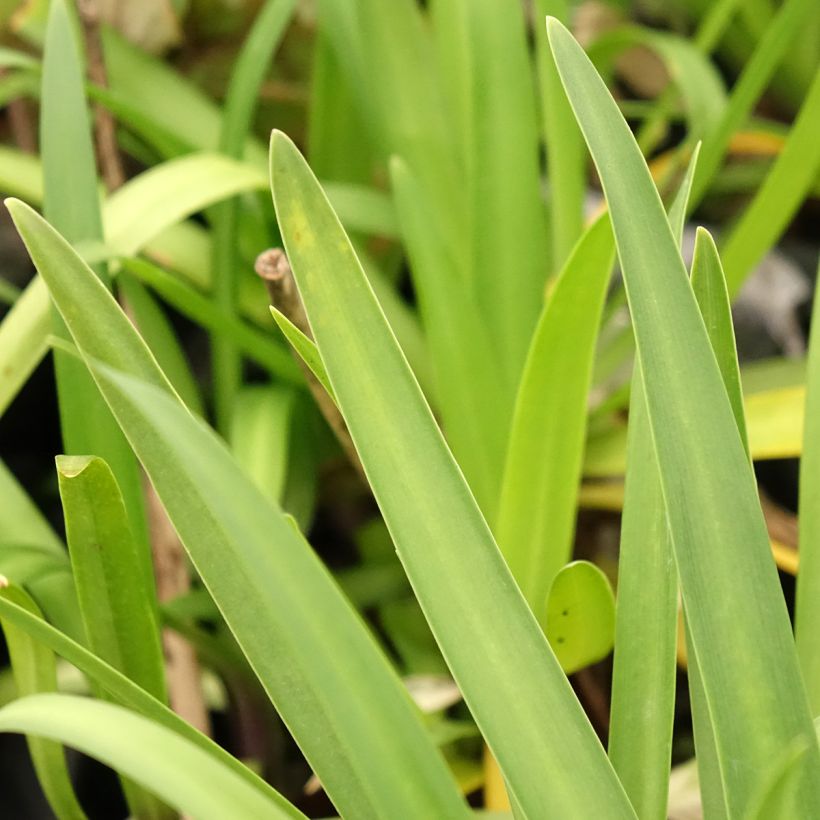 Agapanthe hybride Star Poppin’ Star (AMDB002) (Foliage)