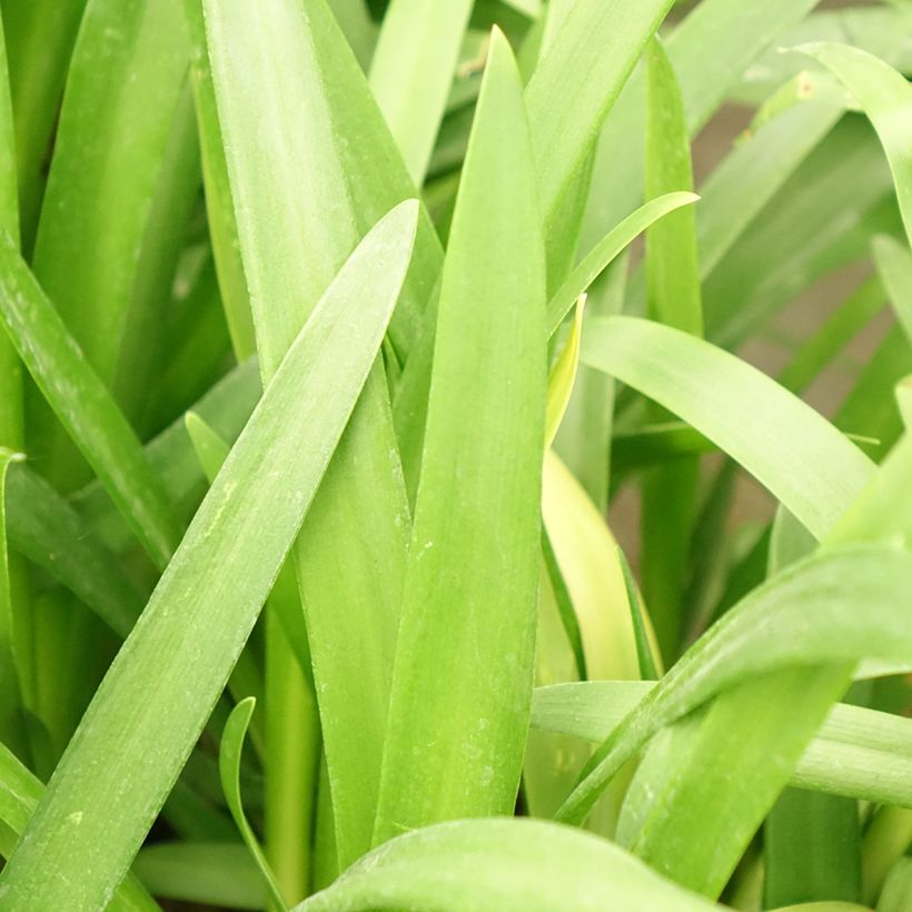 Agapanthe hybride Three Sisters (Foliage)