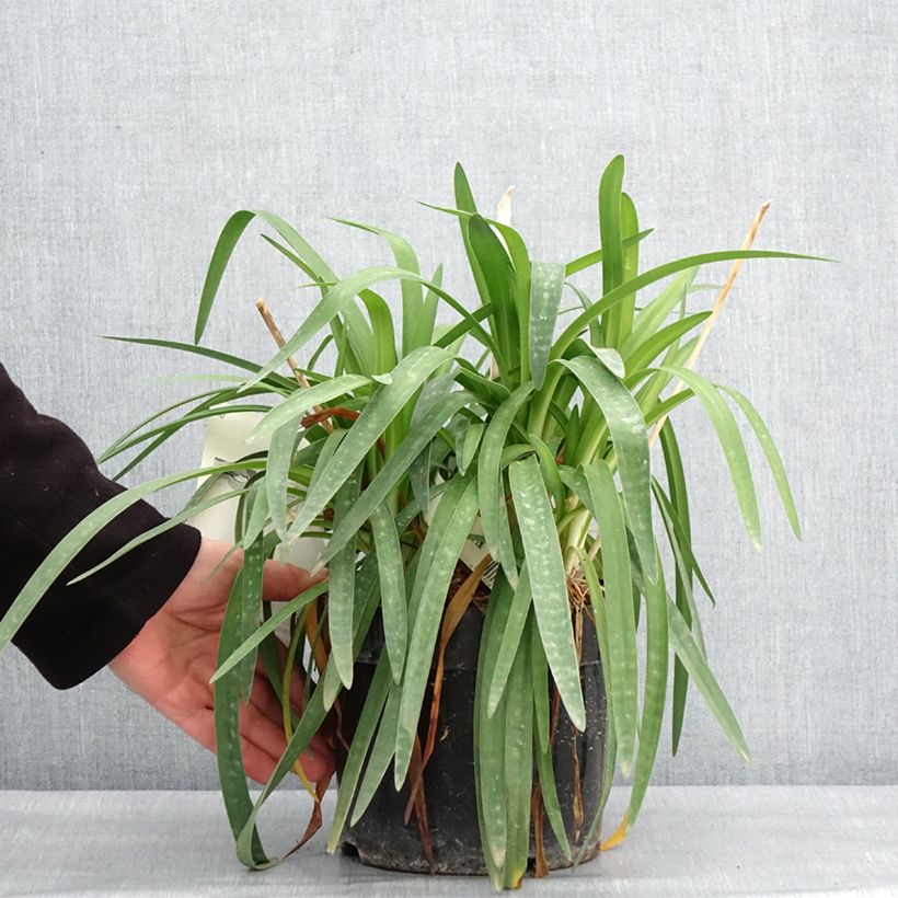 Example of Agapanthe Mi Casa Pot de 3L/4L as you get in hiver