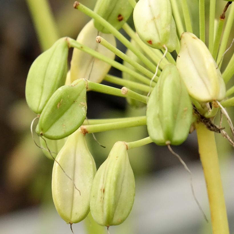 Agapanthe Mi Casa (Harvest)