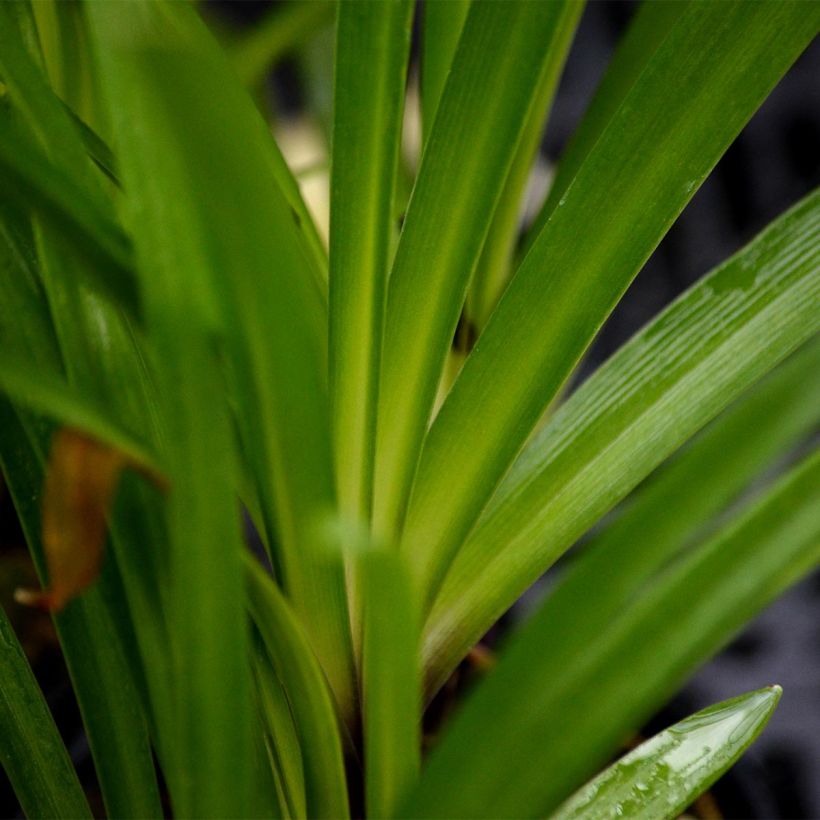 Agapanthe Headbourne Blue (Foliage)