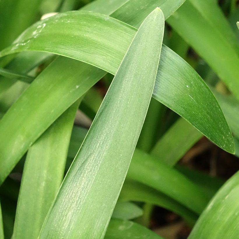 Agapanthe Phantom (Foliage)