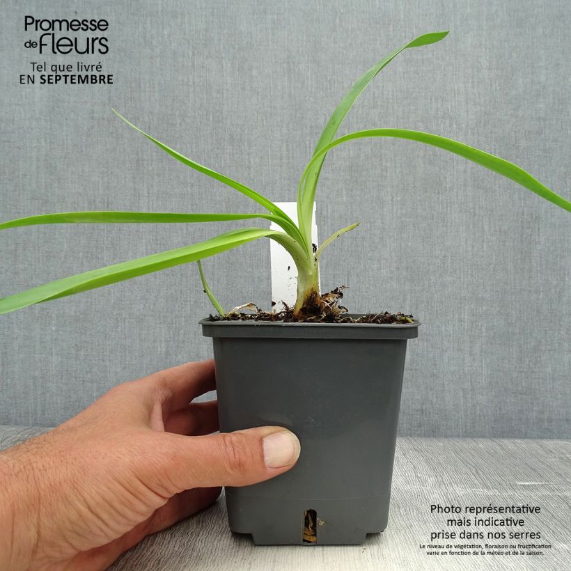 Example of Agapanthe Phantom Pot de 1L/1,5L as you get in automne