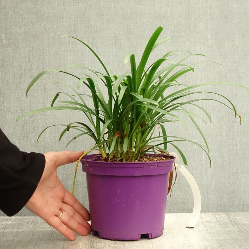 Example of Agapanthe Pitchoune Violet Pot de 3L/4L as you get in automne