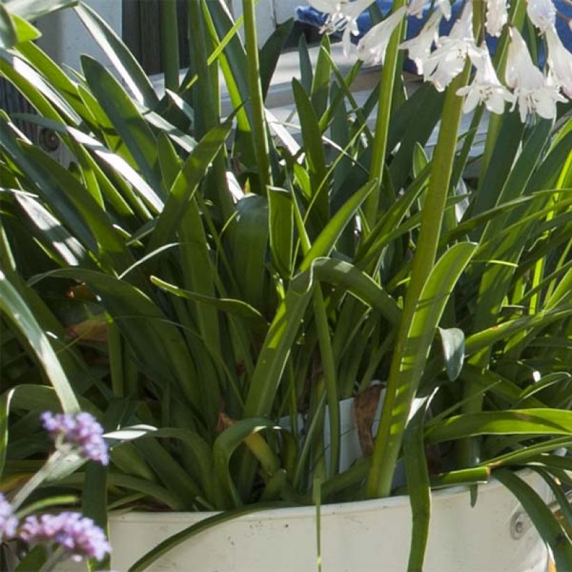 Agapanthe Polar Ice (Foliage)