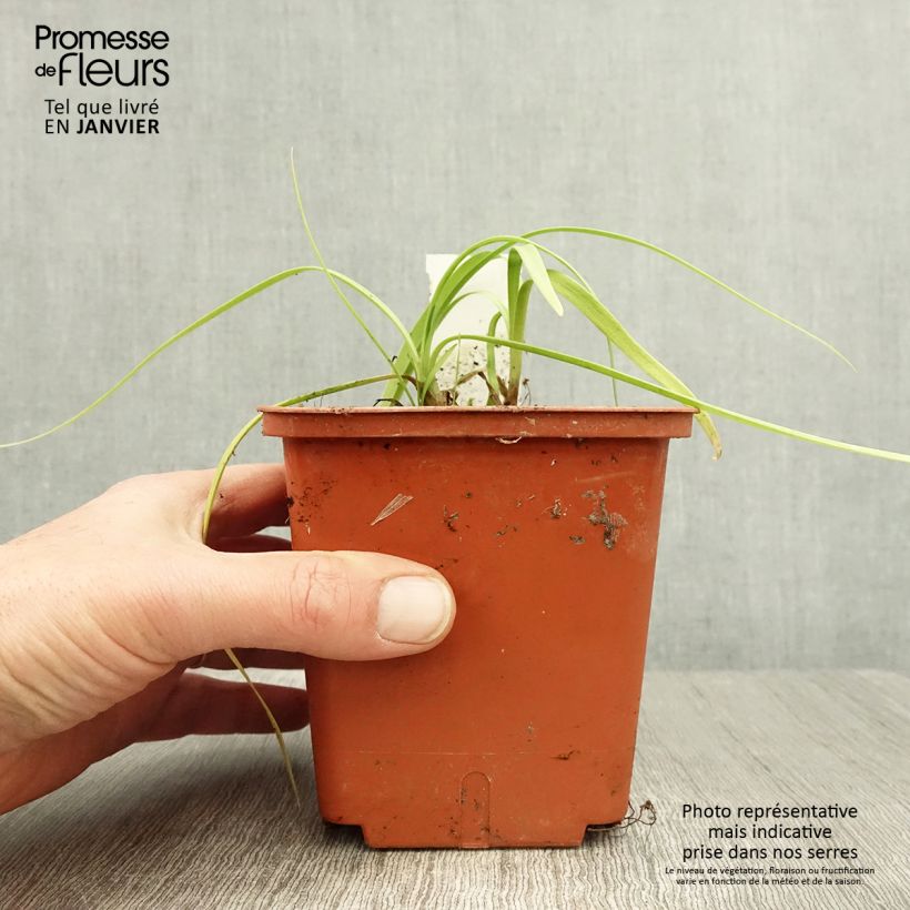 Example of Agapanthe Purple Cloud Pot de 1L/1,5L as you get in hiver