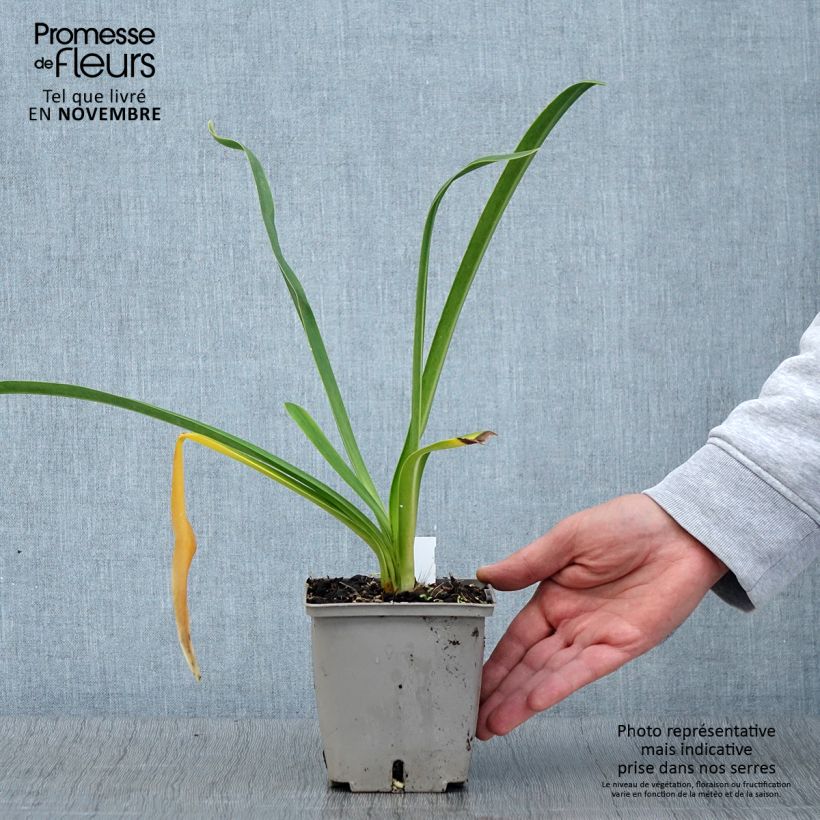 Example of Agapanthe Royal Velvet Pot de 1L/1,5L as you get in automne