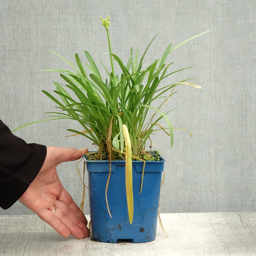 Example of Agapanthe Silver Baby Pot de 2L/3L as you get in automne