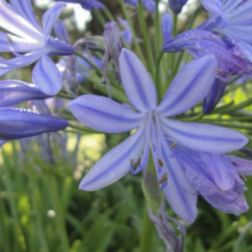 Agapanthe Sunfield (Flowering)